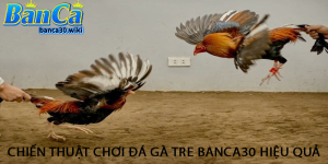 Chiến thuật chơi đá gà tre banca30 hiệu quả