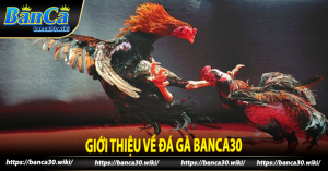 Giới thiệu về đá gà banca30